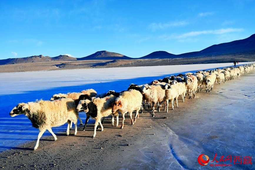 羊群排著隊穿過普莫雍錯。 人民網(wǎng) 李海霞攝