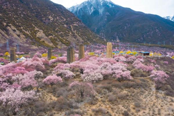 人間桃花源！林芝桃花有多絕？