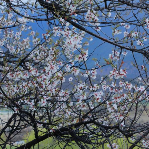 人間桃花源！林芝桃花有多絕？