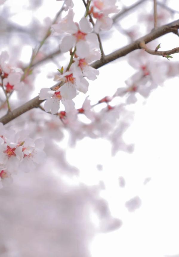 人間桃花源！林芝桃花有多絕？