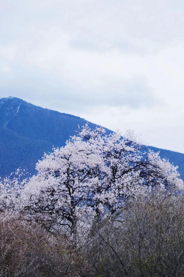 人間桃花源！林芝桃花有多絕？