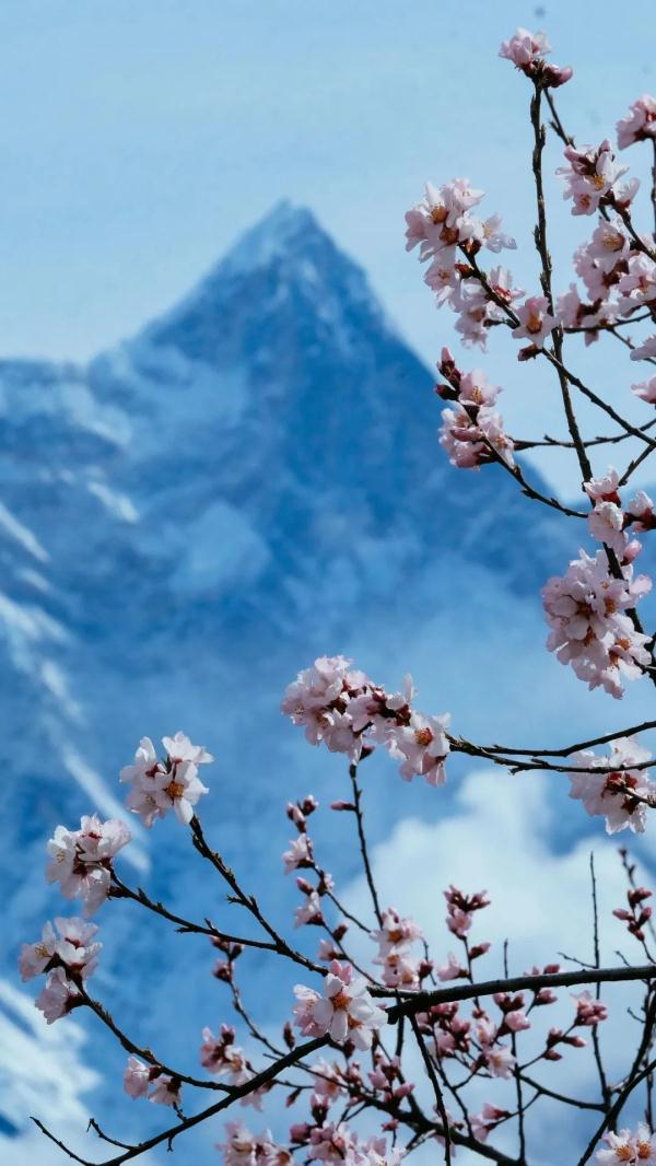 人間桃花源！林芝桃花有多絕？