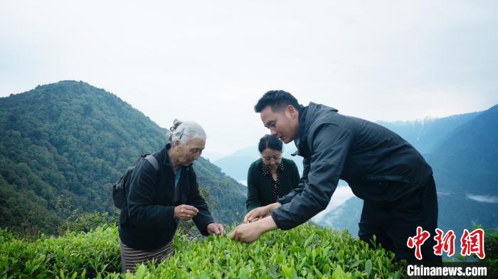 圖為銀發(fā)旅游體驗(yàn)團(tuán)兩位老人體驗(yàn)采茶。　西藏專項(xiàng)旅游協(xié)會(huì)供圖