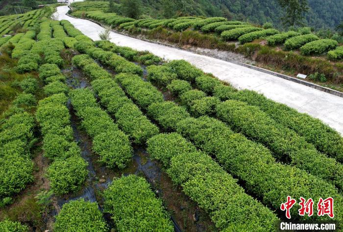 圖為西藏林芝市墨脫縣背崩鄉(xiāng)格林村山頂?shù)木坝^茶園。(無人機(jī)照片) 李林 攝