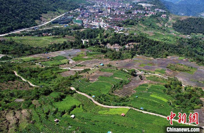 圖為西藏林芝市墨脫縣城附近的茶田。(無人機(jī)照片) 李林 攝