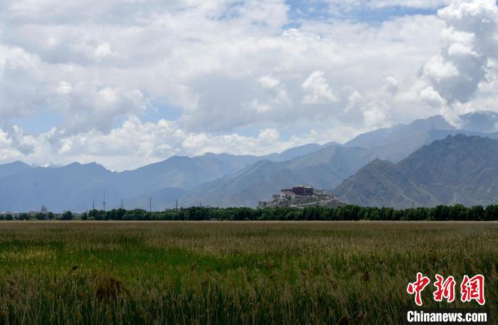 圖為6月22日，西藏拉薩拉魯濕地?！±盍?攝