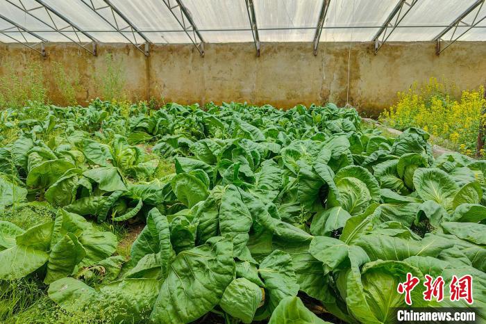 公珠湖執(zhí)勤點的大棚蔬菜，種菜是該執(zhí)勤點輪換民警們的日常?！↓埿▲P 攝