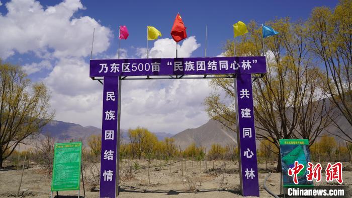 圖為“民族團(tuán)結(jié)同心林”項目?！∧藮|融媒供圖