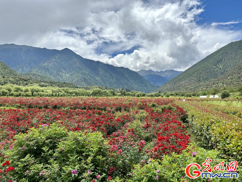 我們的家園丨工布花谷：高原花開香飄全國(guó)，產(chǎn)業(yè)經(jīng)濟(jì)增收致富