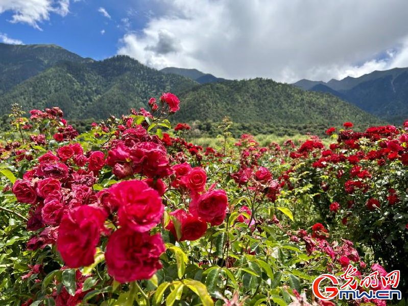 我們的家園丨工布花谷：高原花開香飄全國(guó)，產(chǎn)業(yè)經(jīng)濟(jì)增收致富