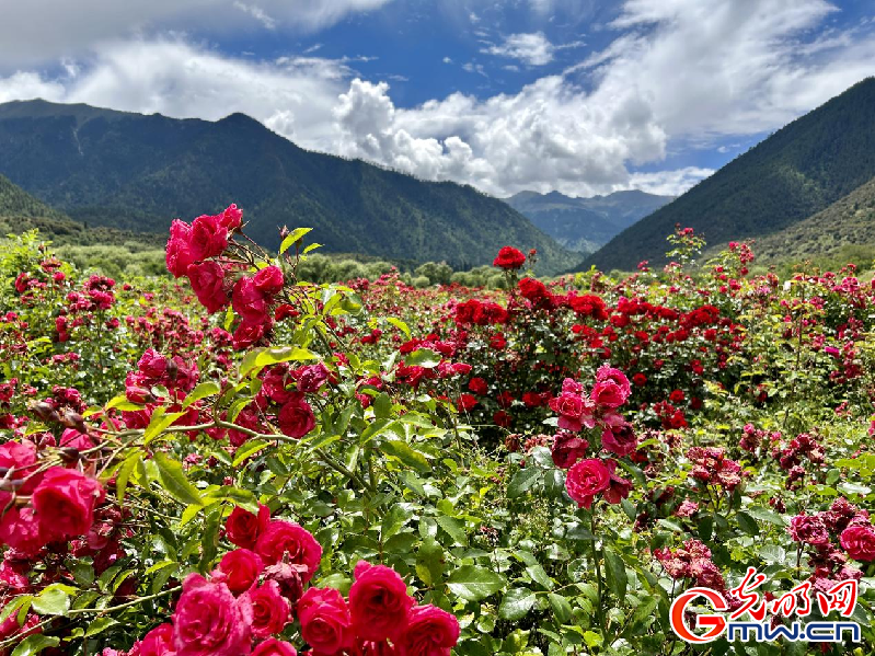 我們的家園丨【組圖】 綠水青山入畫，“金山銀山”筑起