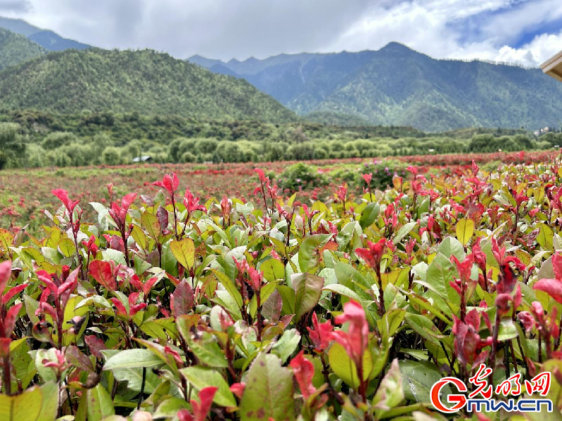 我們的家園丨【組圖】 綠水青山入畫，“金山銀山”筑起