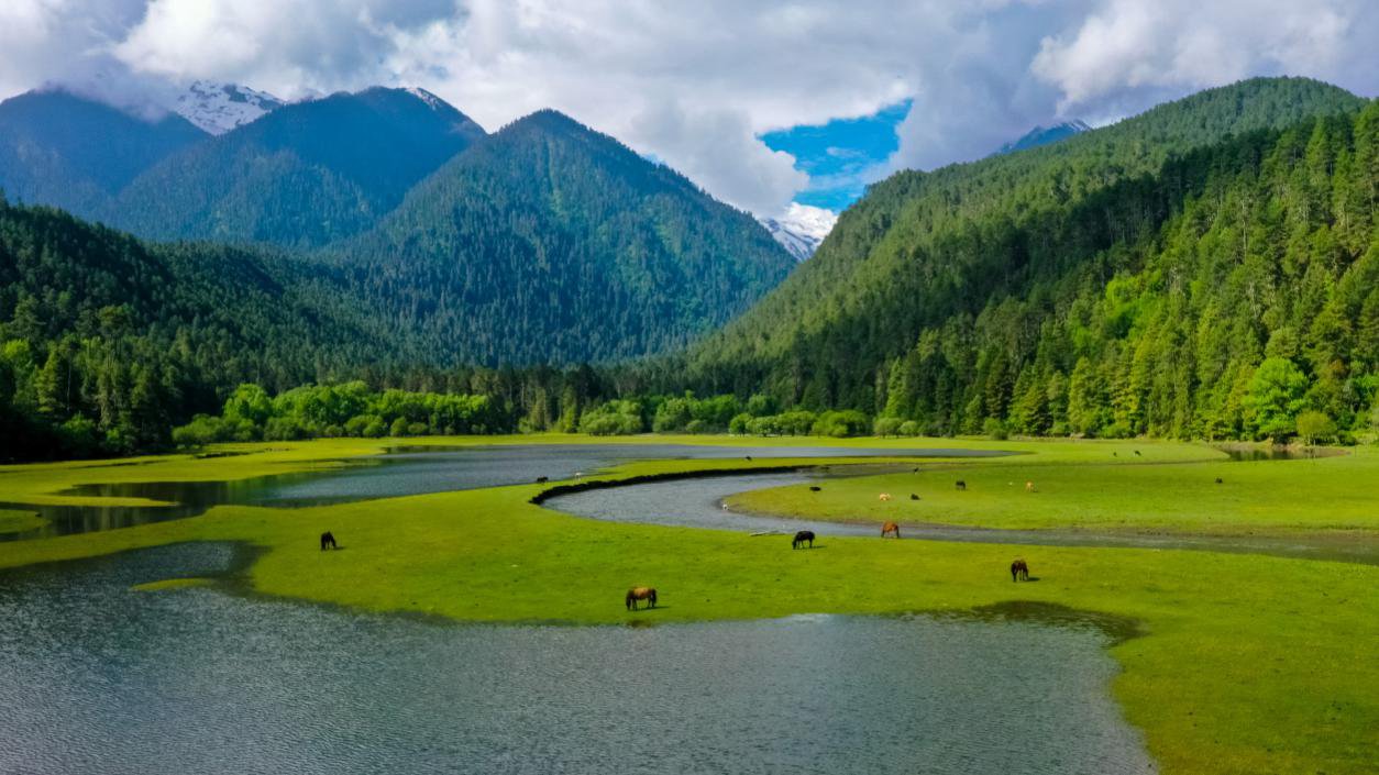 中國最美十大森林之一崗云杉林。西藏自治區(qū)旅發(fā)廳供圖