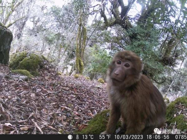 西藏色季拉山發(fā)現(xiàn)雪豹、白頰獼猴等多種珍稀野生動物