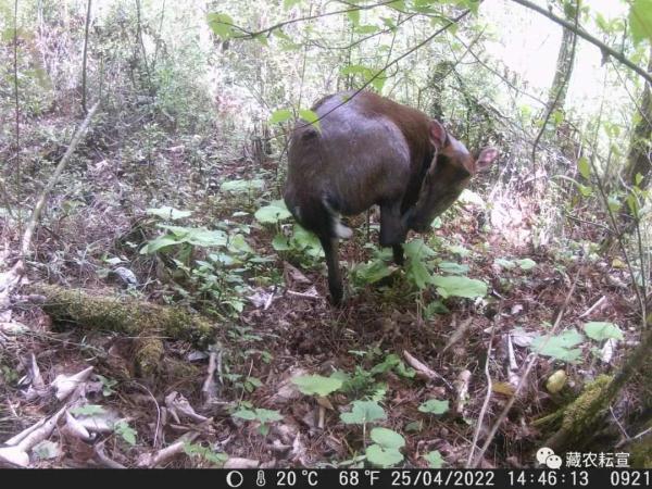 西藏色季拉山發(fā)現(xiàn)雪豹、白頰獼猴等多種珍稀野生動物