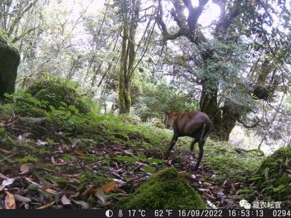 西藏色季拉山發(fā)現(xiàn)雪豹、白頰獼猴等多種珍稀野生動物