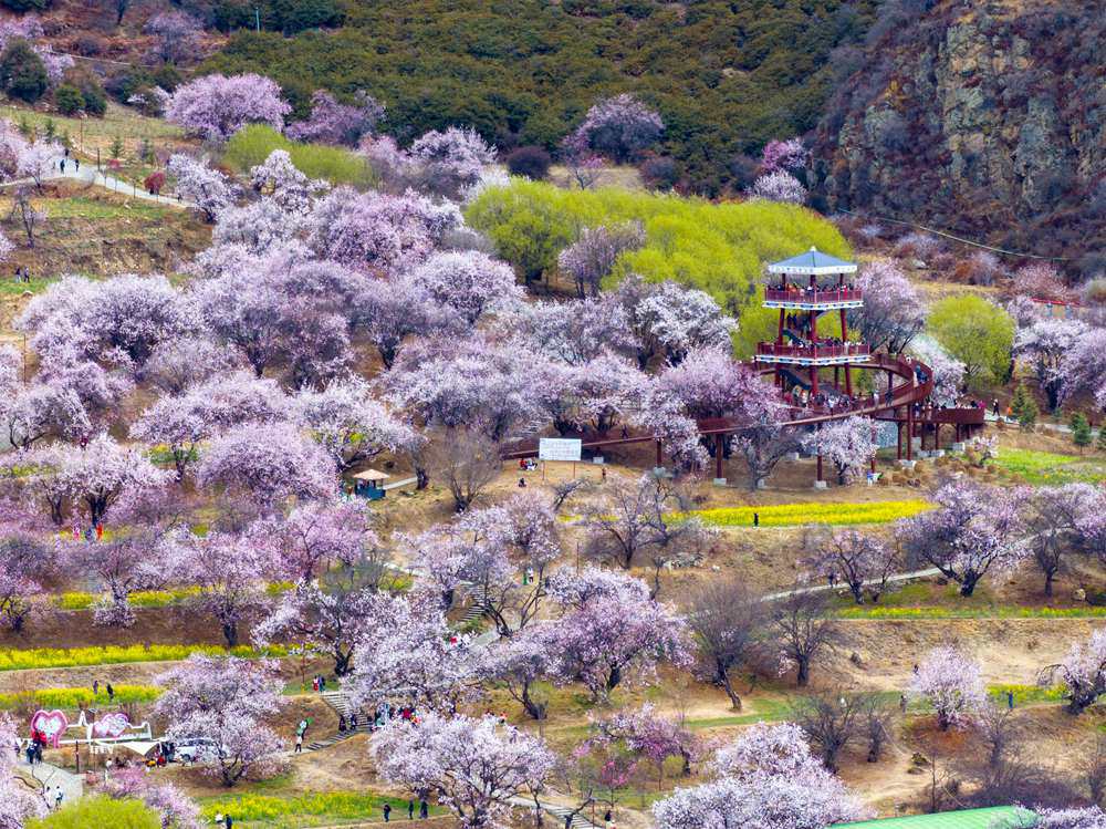 桃花盛開(kāi)惹人醉，八方游客賞花來(lái)。徐馭堯攝