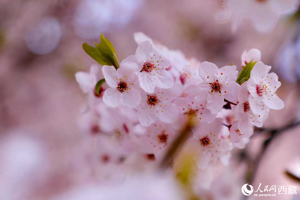 桃花盛開(kāi)惹人醉。人民網(wǎng)記者 次仁羅布攝