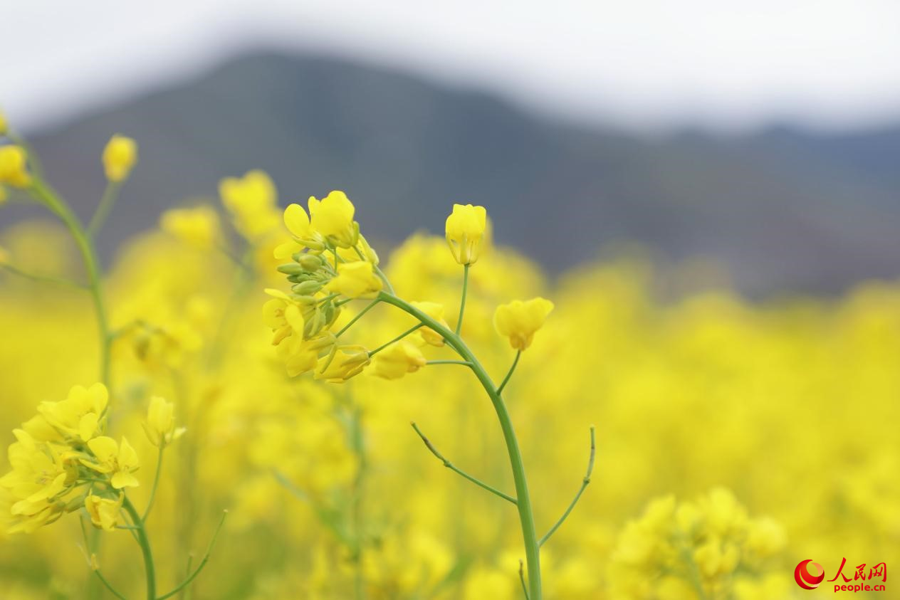 金色油菜花鋪滿大地。 人民網(wǎng) 李海霞攝