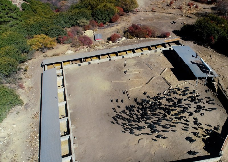 麥村藏香豬養(yǎng)殖基地。